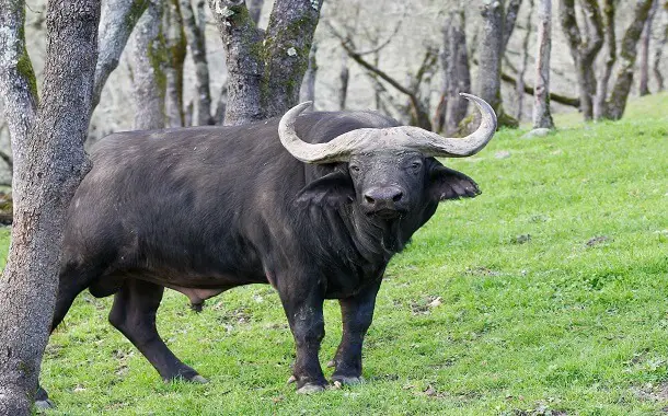 How Much Does a Buffalo Cost