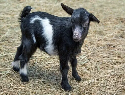 Fainting Goats Cost