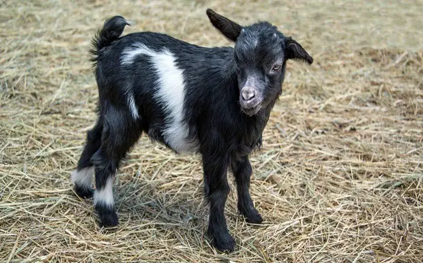 Fainting Goats Cost