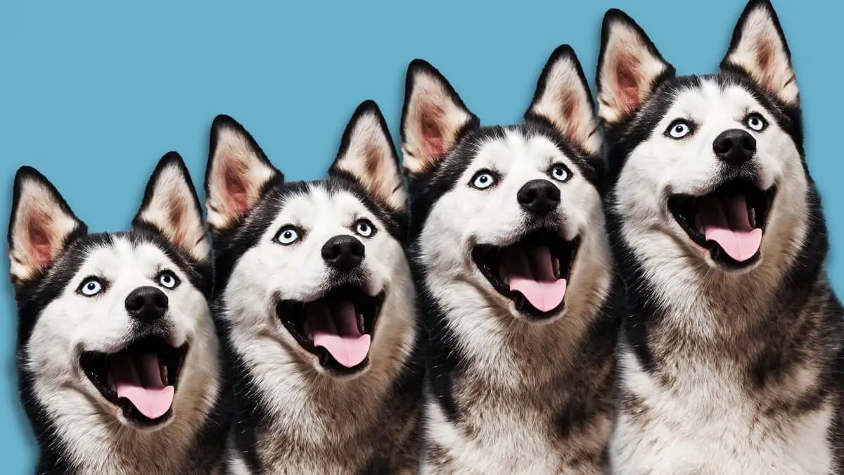 Four Cloned Dogs