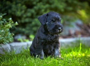 Miniature Schnauzer Puppy