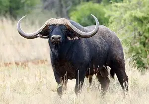 Most Expensive Buffalo