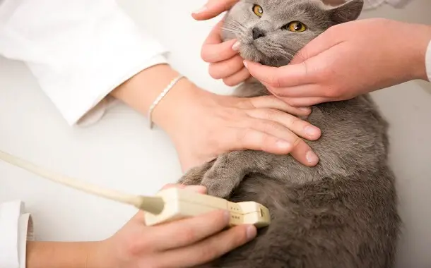 Cat Echocardiogram Cost