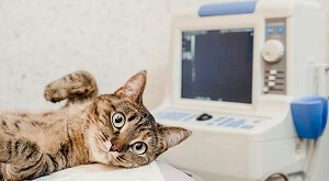 Cat Echocardiogram