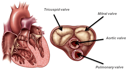 Heart Valves