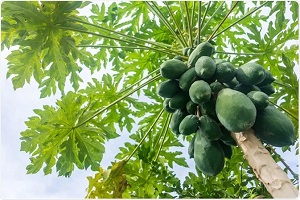 Papaya Tree