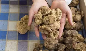 Raw White Truffles