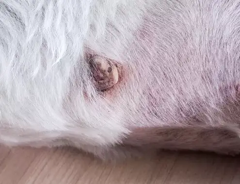 Dog Skin Tag Removal Cost
