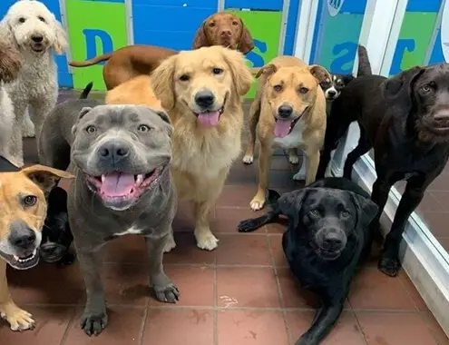 Doggy Daycare Cost