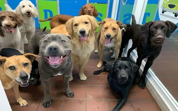 Doggy Daycare Cost
