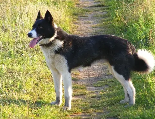 Karelian Bear Dog Cost