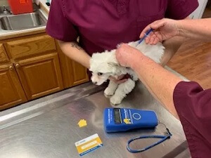 PetSmart Microchipping