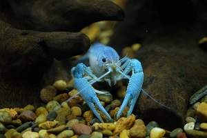 Blue Lobster in Water