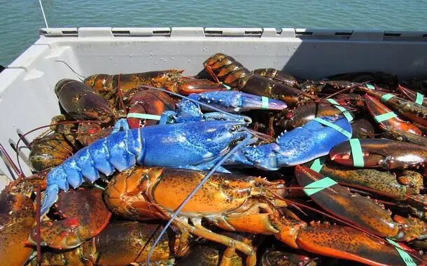 How much is blue lobster worth
