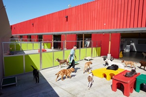 Cool Looking Dog Daycare