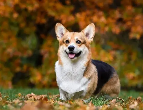 How Much Does a Corgi Cost