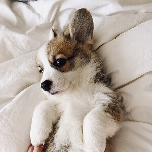 Corgi Puppy