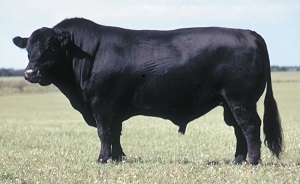 Impressive Black Angus Bull
