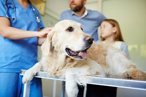 PetSmart Puppy Vaccination