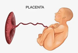 Placenta Explained