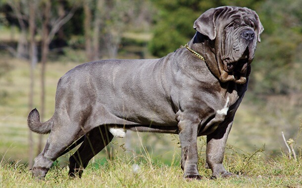 Neapolitan Mastiff Cost