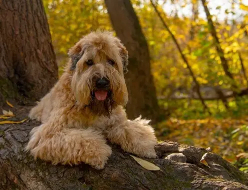 Wheaten Terrier Cost