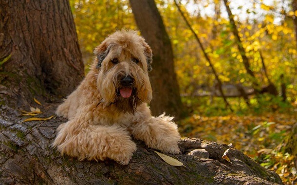 Wheaten Terrier Cost