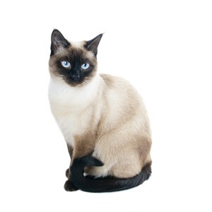 Adult Siamese Cat Breed