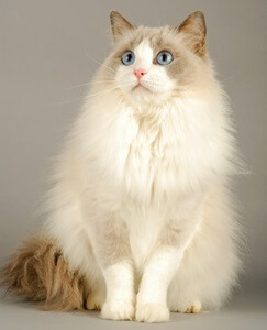 Beautiful Ragdoll Cat
