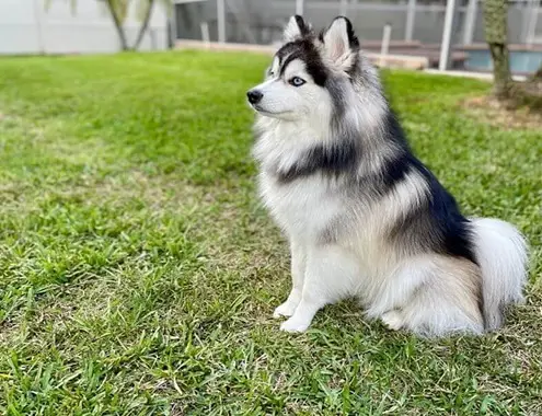 Pomsky Dog Cost