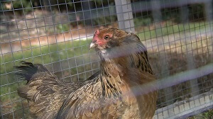 Chicken Coop