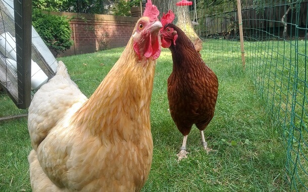 How Much Does it Cost to Rent a Chicken