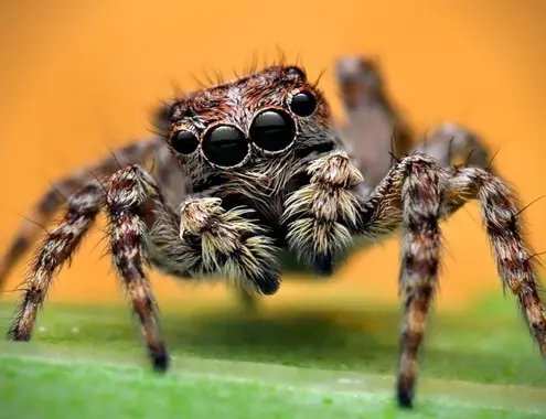 Jumping Spider Cost