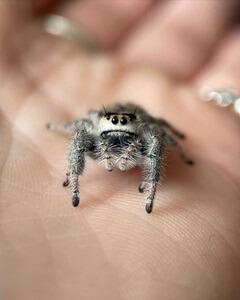 Jumping Spider in Hand