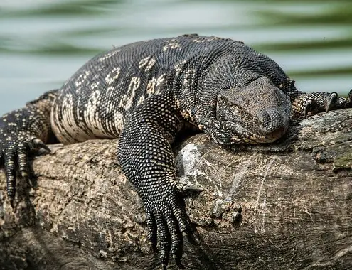 Asian Water Monitor Cost