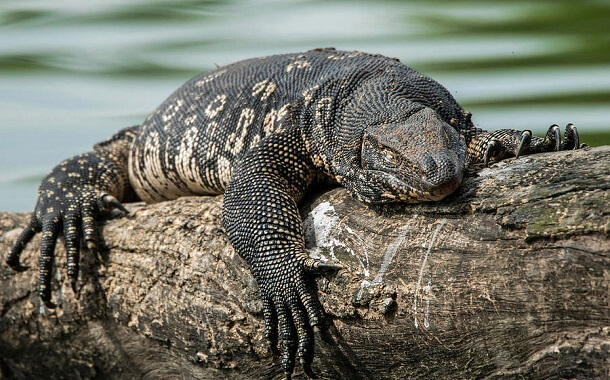 Asian Water Monitor Cost