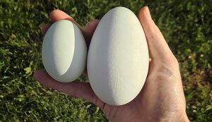 Duck Egg and Goose Egg