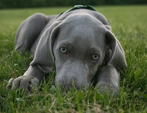 Blue Lacy Pup Cost