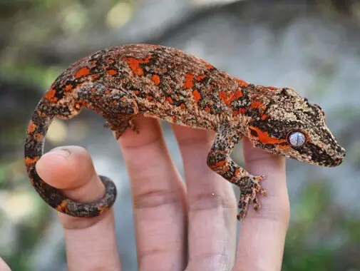 Gargoyle Gecko Cost