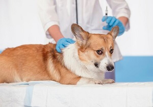 Dog Chiropractor Corgi