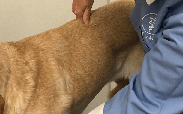 Dog Chiropractor Cost
