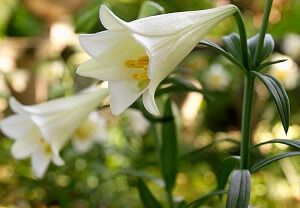 Easter Lilies Cost