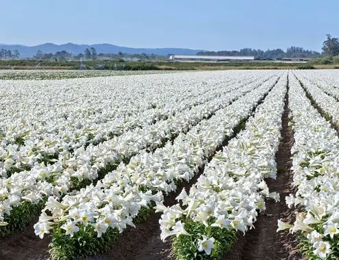 Field of Easter Lilies