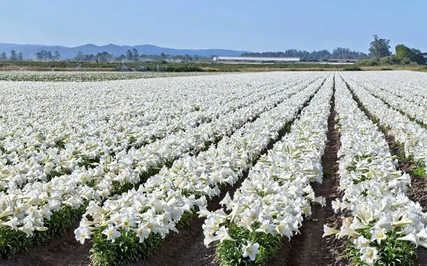 Field of Easter Lilies