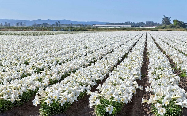 Field of Easter Lilies