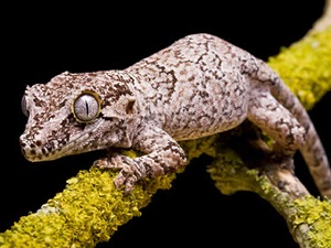 Gargoyle Gecko On a Stick