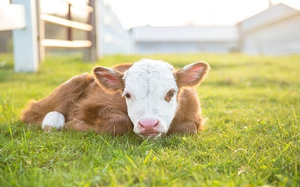Hereford Calve Cost