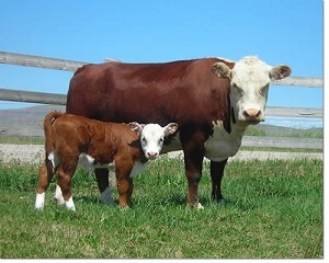 Hereford Cattle and Mother