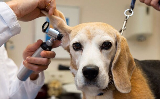 Veterinary Dermatologist Cost