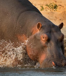 Hippopotamus Drinking Water
